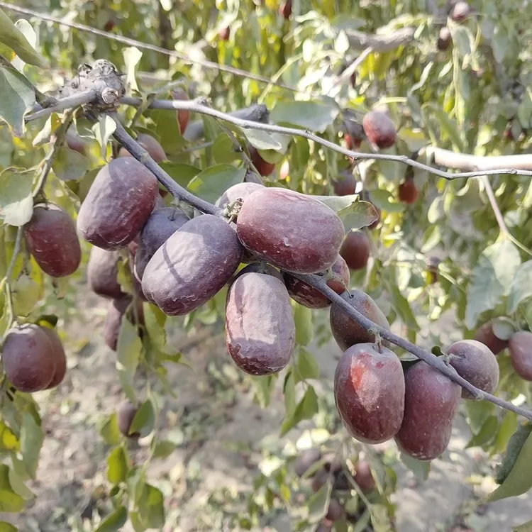 【五斤】和田红枣产地发货吊干枣