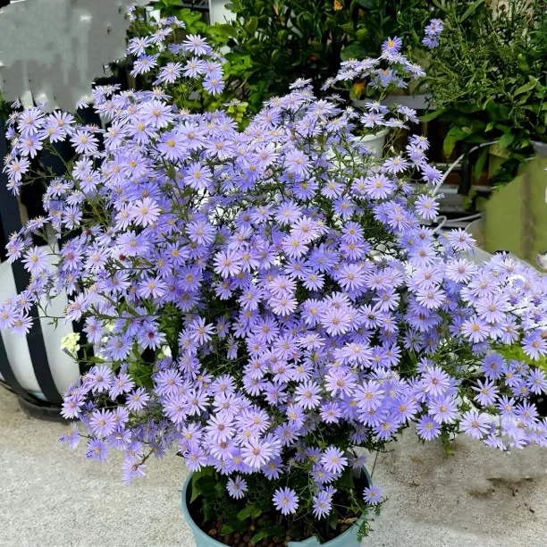 荷兰菊小卡罗多年生观花易爆花阳台花园耐寒宿根好养网红花卉
