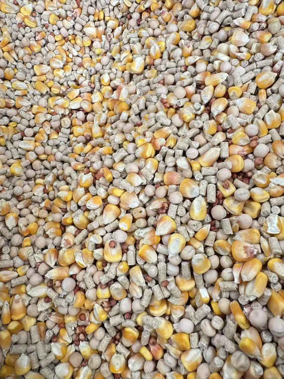 鸽厂自用信鸽观赏鸽肉鸽通用鸽子粮鸽子粮食专用粮