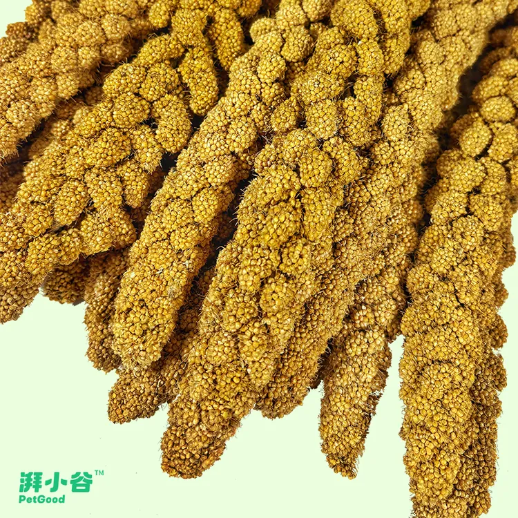 湃小谷有机宠物谷穗鹦鹉带壳黄谷子小米虎皮饲料鸟粮鸟鸟食种子