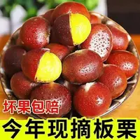z（买3斤送2斤）新鲜现摘高山板栗产地直发难剥皮送剥皮器