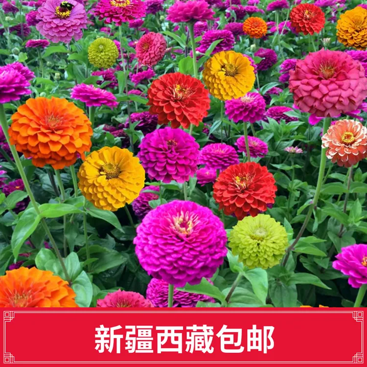 【】百日菊花种子重瓣百日菊四季开花易活庭院花卉