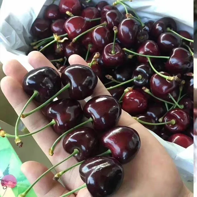 顺丰空运加拿大进口车厘子新鲜水果黑珍珠大樱桃超甜特大果礼盒装