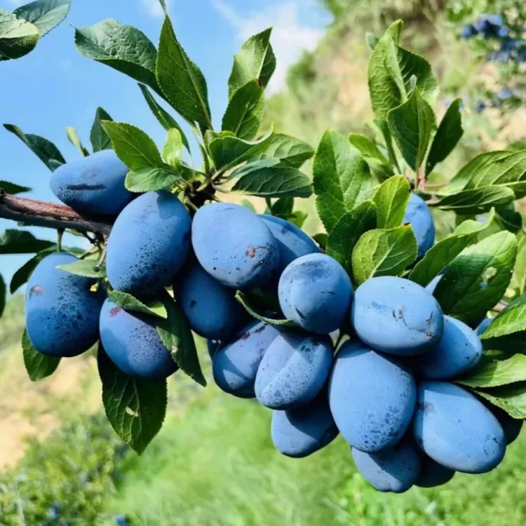 新鲜当季西梅3斤装果园现摘现发汁水饱满时令水果西梅