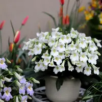 【雪天使】皮草苦苣苔多年生耐阴室内好养
