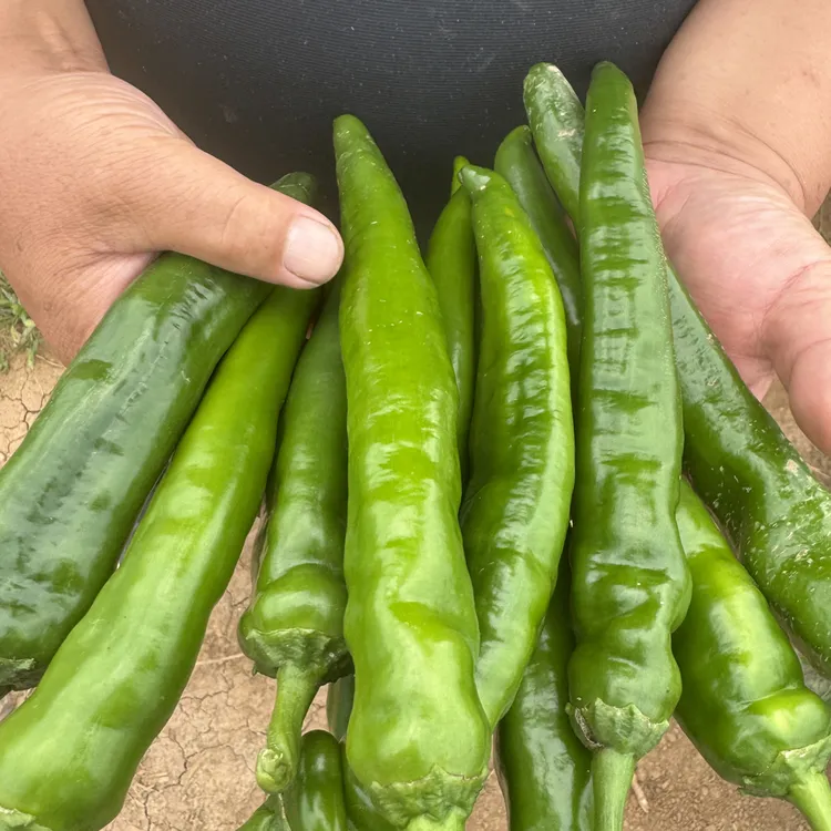 山西长子青椒之乡青皮尖椒香辣基地直发现摘新鲜蔬菜炒肉