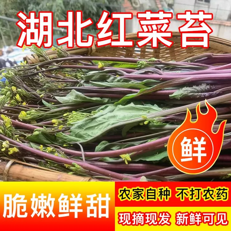 顺丰包邮湖北武汉红菜苔新鲜脆嫩甜菜心当季农家露天自种红菜苔
