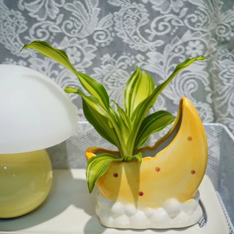 金灿灿金心巴西美人新品种水培陶瓷盆栽室内桌面绿植净化空气好养