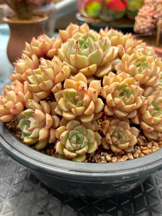 笨吧捧花老桩一物一拍