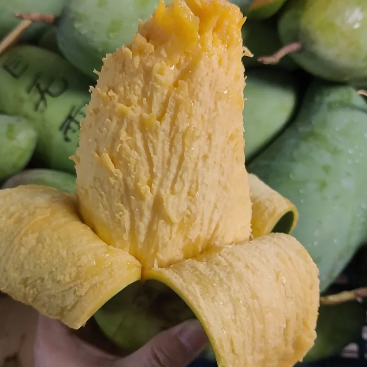 【小戴同学】广西百色金煌芒果 净重5斤新鲜应季水果皮薄肉厚放熟吃