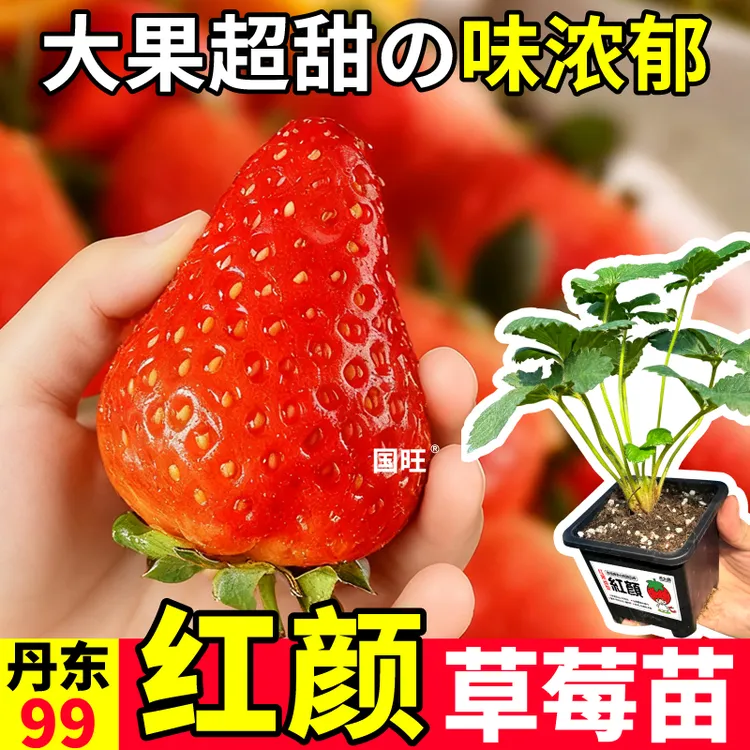 原土原盆红颜草莓苗四季阳台小院南北方盆栽丹东99越雪妃章姬玄玉