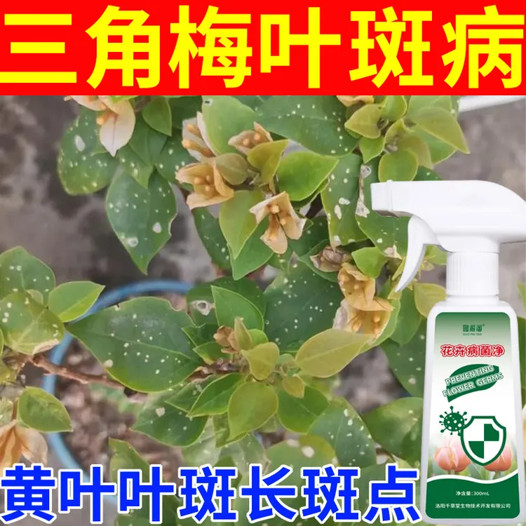 三角梅叶斑病营养液肥料叶片长斑点黄斑黄叶掉叶专用家庭园艺肥料