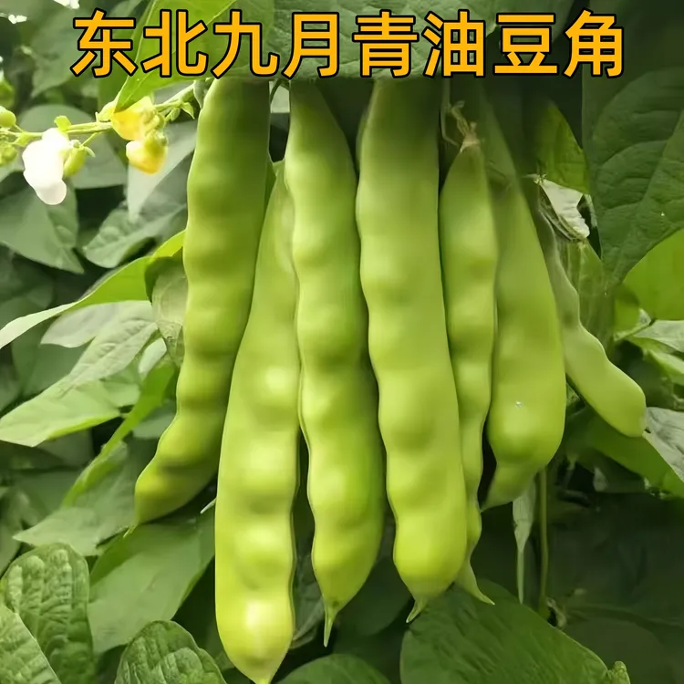 东北当地九月青小油豆角包邮家庭现摘现发炖炒凉拌品质保证