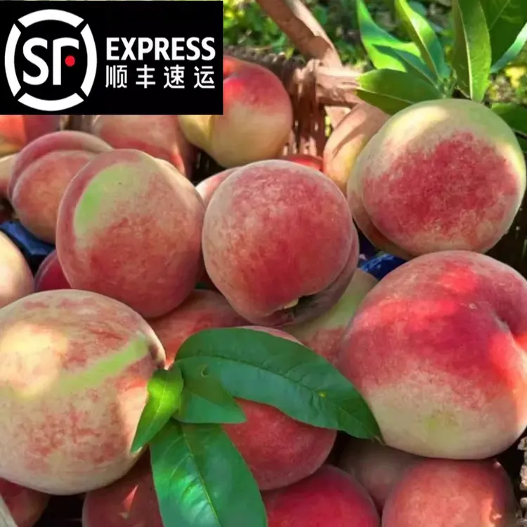 顺丰浙江毛桃六月桃白桃红蜜桃脆甜小蜜露冬桃当季新鲜水果晚桃