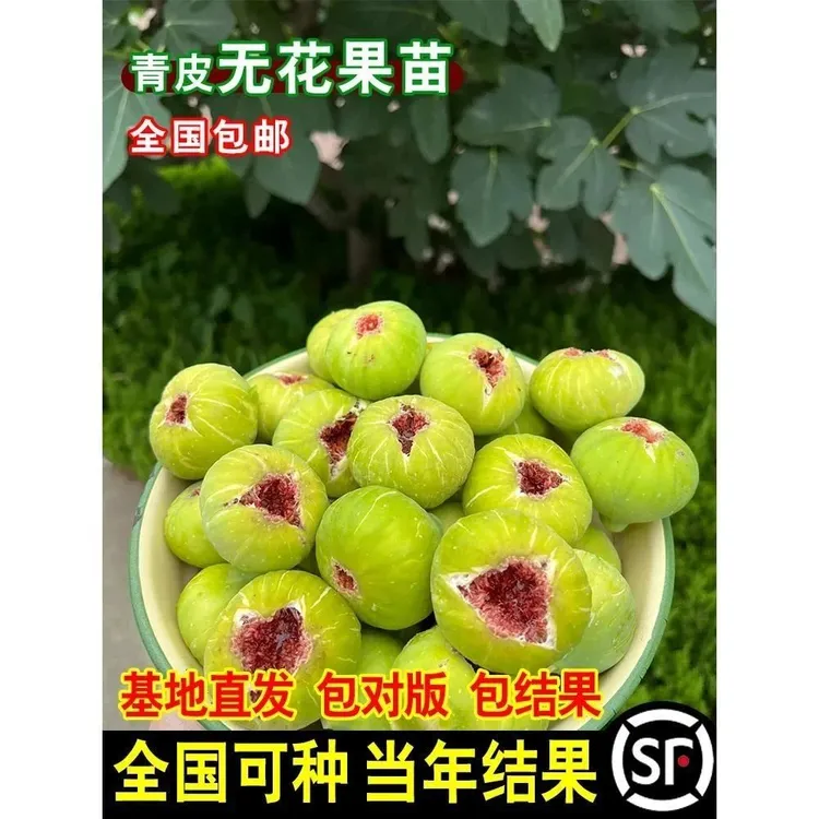 威海大青皮无花果树苗南北方庭院种植红心无花果苗盆地栽当年结果