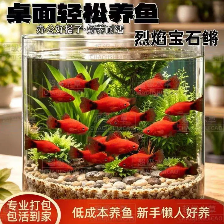 胎生米奇鱼饲料颜色鲜艳红色艳丽小型颗粒观赏鱼饲料桌面塑料缸