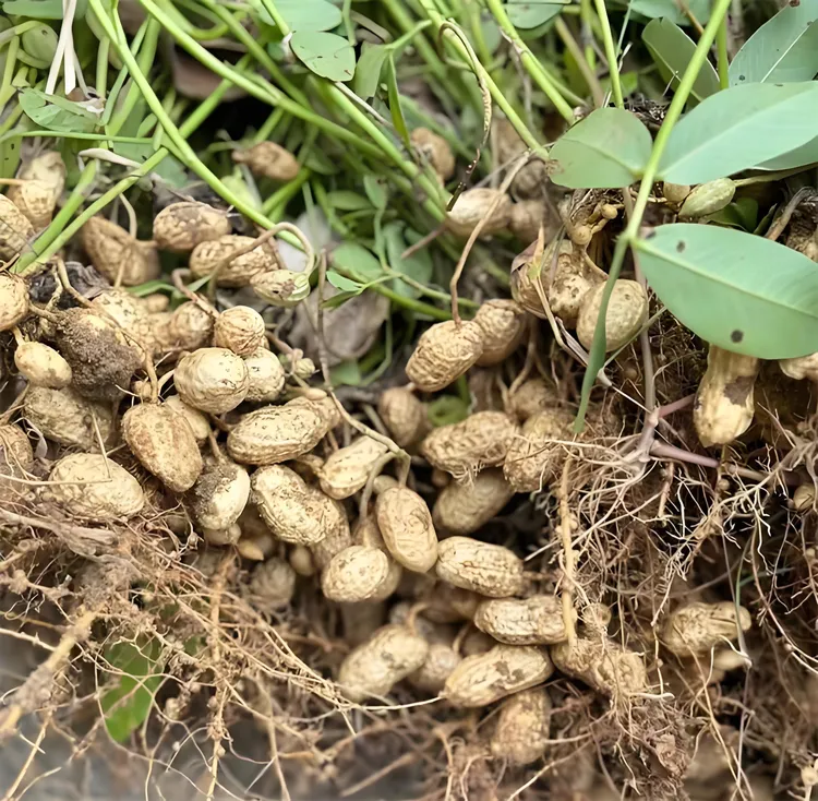 新鲜现挖带壳湿花生粉皮花生农家自种可水煮生吃