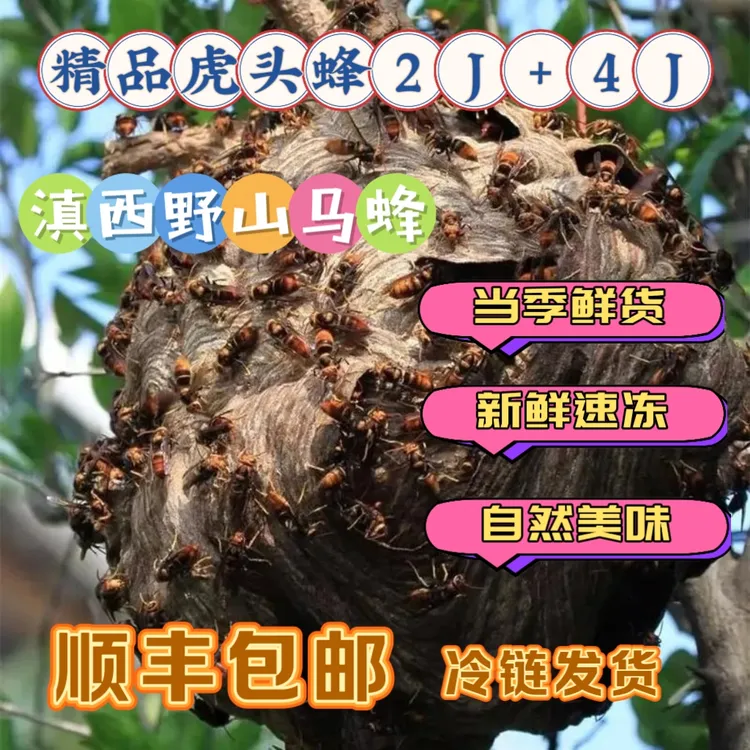 【虎头蜂2级+4级】新鲜马蜂冷冻金环虎头蜂售卖含不同等级蜂蛹