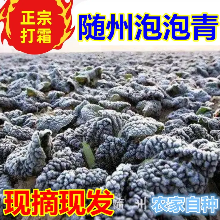 湖北随州特产泡泡青新鲜蔬菜打霜冻黑白菜农家自种绿色叶子青菜
