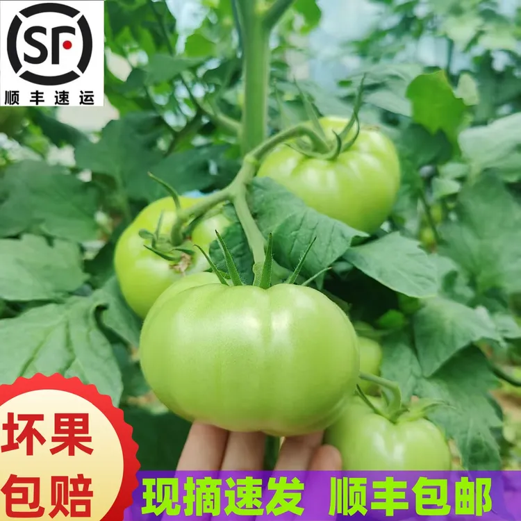 【顺丰包邮】农家自产露天青番茄现摘现发当季新鲜蔬菜酸辣美食
