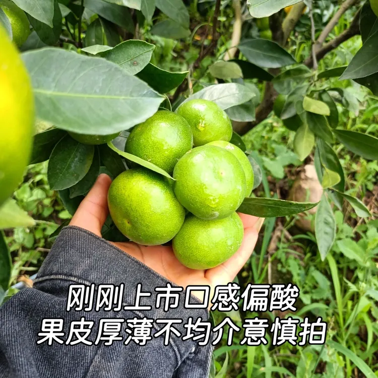 现摘头茬顺丰到家头孕妇当季正宗青皮酸甜新鲜蜜橘新鲜水果蜜橘柑