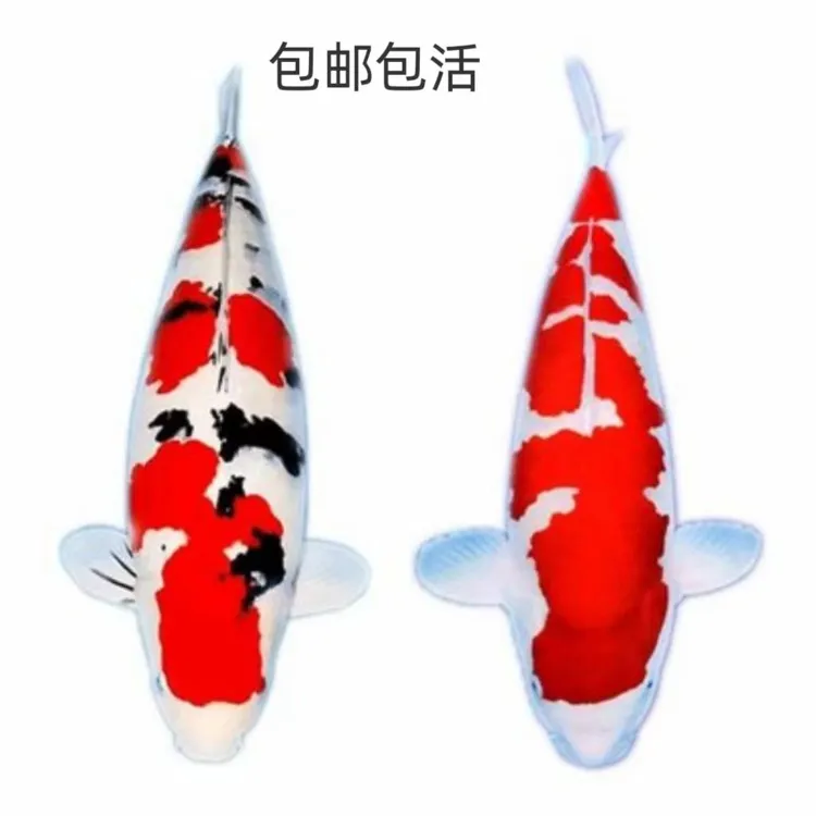 红白锦鲤大正三色淡水鱼顺丰包邮红鱼黄金黑龙黄龙介子丹顶好养