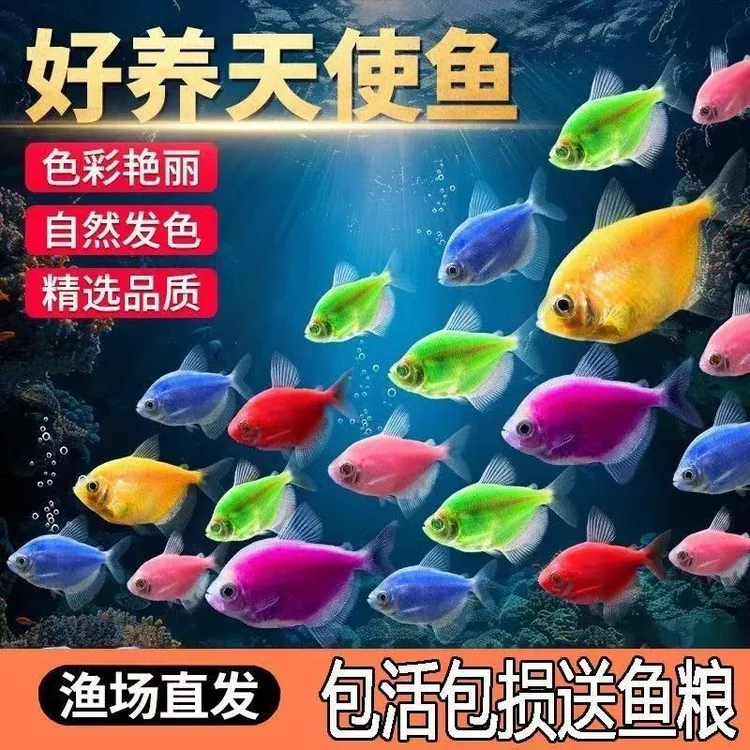七彩自然色天使鱼活体小型淡水观赏鱼群游好养耐活