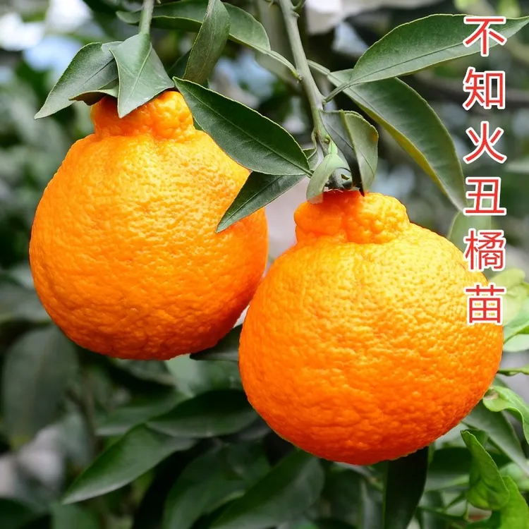 丑橘树苗不知火丑橘树苗嫁接橘子树苗薄皮南北方四季种植桔子树苗