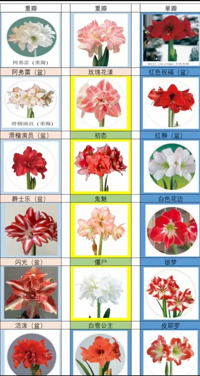 进口朱顶红盆栽  适合观赏的花卉 好养活