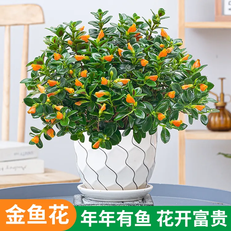 金鱼花吊兰盆栽开花不断植物室内窗台绿植苞四季常青好养花卉