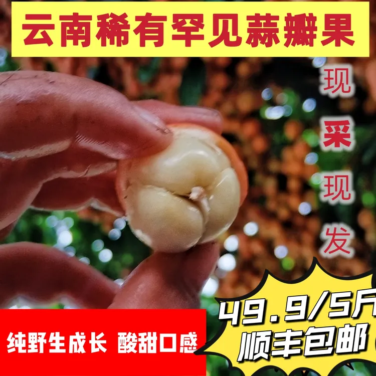 云南红河州高海拔山区野三吖果蒜瓣果酸甜口味