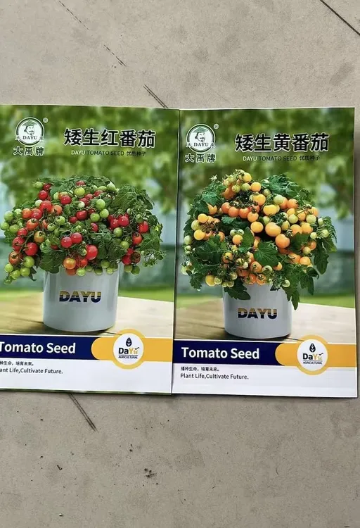 矮生番茄种子盆栽小柿子籽（红+黄）阳台蔬菜可观赏食用小番茄种子