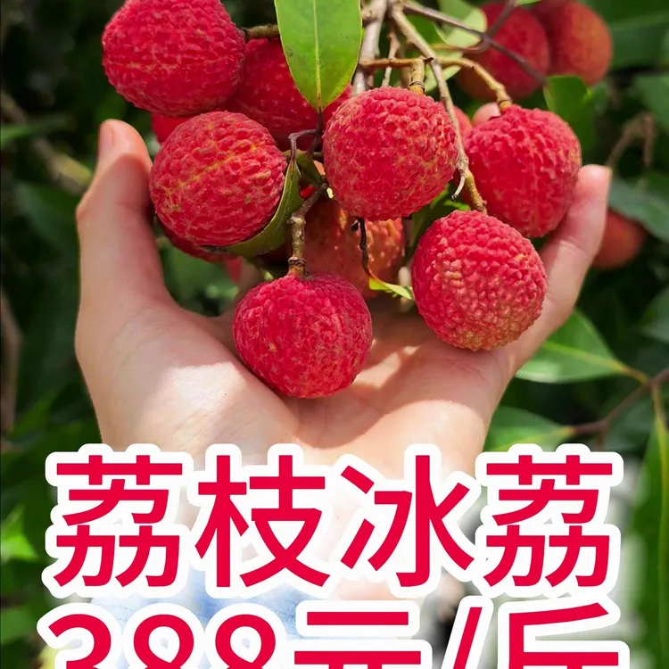 冰荔枝可四季盆栽地栽果皮鲜红，口感好，肉质细滑,清甜带蜜味