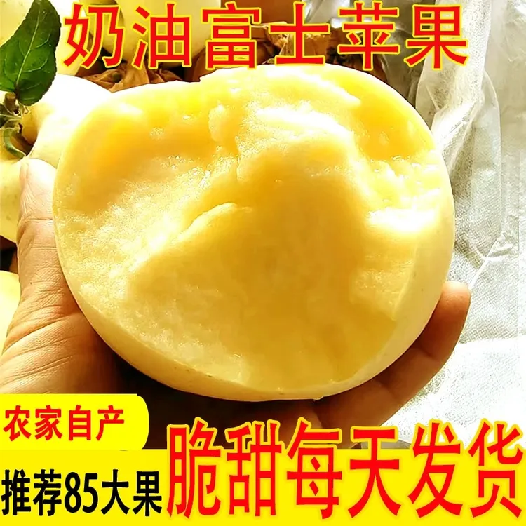 辽宁绥中奶油富士苹果正宗产地现摘脆甜多汁新鲜当季水果非烟台果