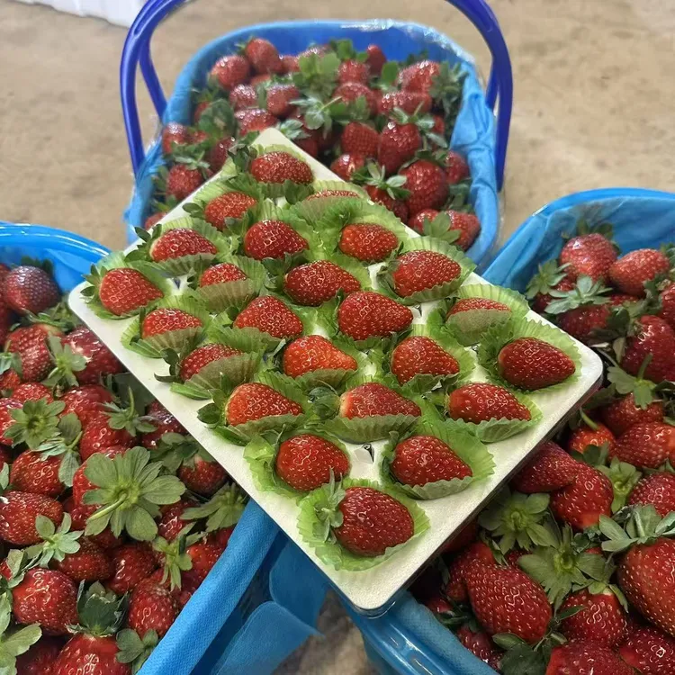 【顺丰空运部分次日达】云南高原露天种植现摘现发草莓空运送货上门