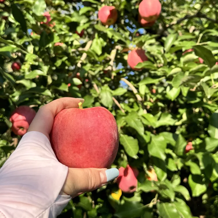 2025年韩富士苹果脆甜可口新鲜当季皮薄现摘产地直发