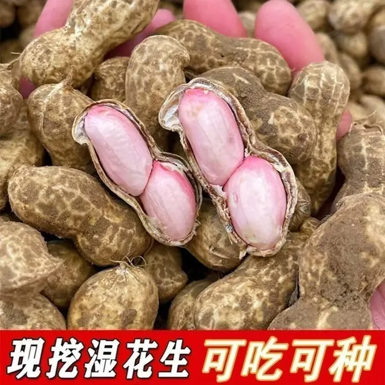 顺丰包邮[新鲜湿花生]农家自种现挖带壳湿花生生吃水煮盐焗均可