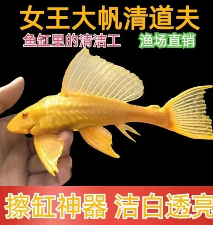 红眼女王大帆鱼清道夫观赏鱼清理鱼缸除藻粪便