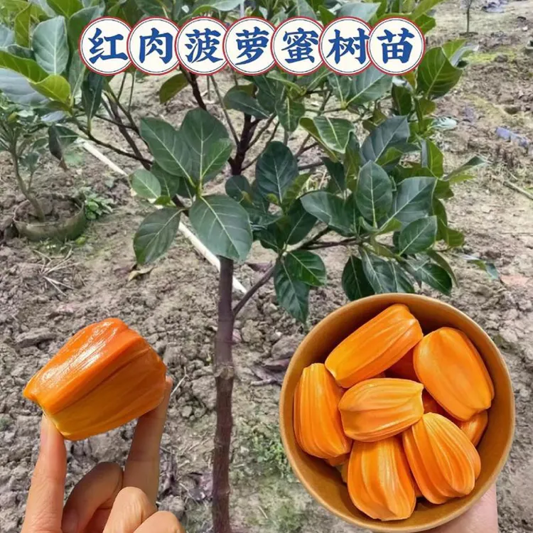 印尼红菠萝蜜苗干包带榴莲味（原土原叶顺丰包邮）