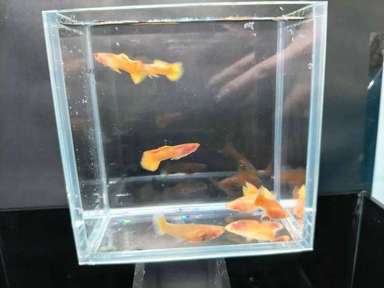 玻璃体孔雀鱼小型热带淡水观赏鱼好养耐活适合新手活体凤尾鱼