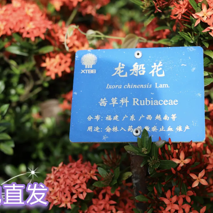 龙船花扦插小苗正庭院阳台道路小区好养四季开花的绿植100棵包邮