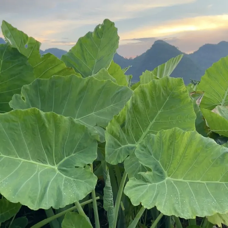 水果大叶象耳芋室内外庭院花卉可水土培绿植象耳芋盆栽