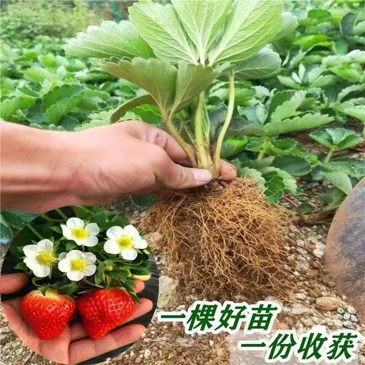 草莓苗 香甜可口适合盆栽/地栽 裸根苗大苗白草莓粉草莓黑草莓