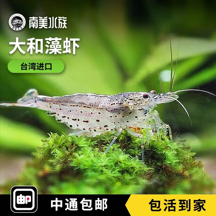 台湾大和藻虾大河藻虾沼虾观赏虾除藻虾工具虾草缸清洁除丝绒藻