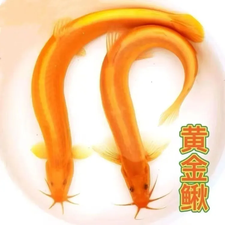 黄金泥鳅冷水观赏鱼好养耐活可清理鱼缸粪便褐藻绿藻