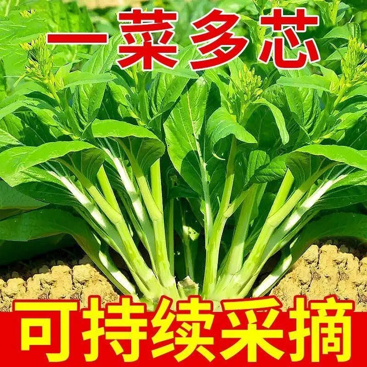 四季甜菜心多子多福甜菜心种子蔬菜连州春秋季农家庭院菜苔蔬菜种