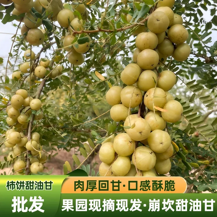 潮汕普宁崩坎甜油甘新鲜油甘果牛甘果回余甘果孕妇水果柿饼甜油柑