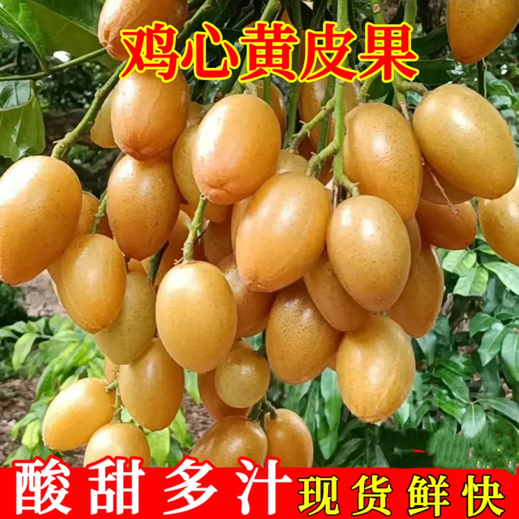 【冷链保鲜】广西鸡心黄皮果新鲜酸甜可口当季黄弹子现摘整箱包邮