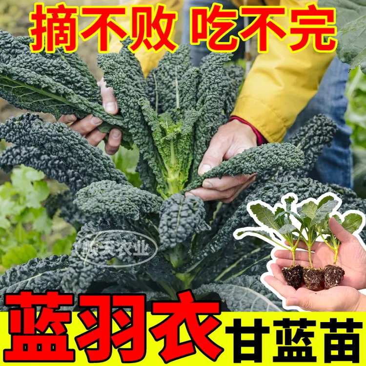 高产蓝羽衣甘蓝苗抗冻四季大田盆栽小院绿紫粉羽衣甘蓝营养健康