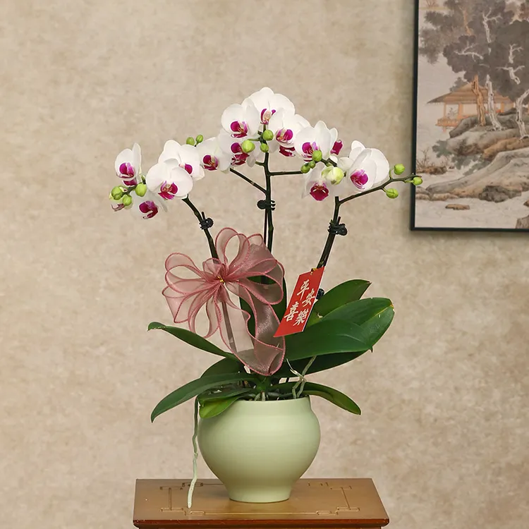  蝴蝶兰【雪域】带花带盆组好伴手礼送礼茶桌婚礼客厅美化装饰